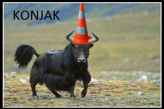 ordvits-konjak