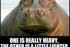 ordvits-lighter-hippo