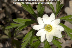 vitsippa